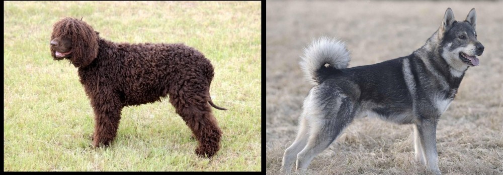 Jamthund vs Irish Water Spaniel - Breed Comparison