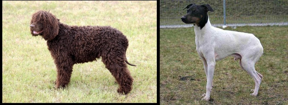 Japanese Terrier vs Irish Water Spaniel - Breed Comparison