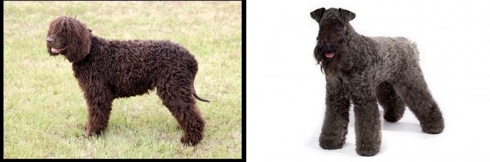 Kerry Blue Terrier vs Irish Water Spaniel - Breed Comparison