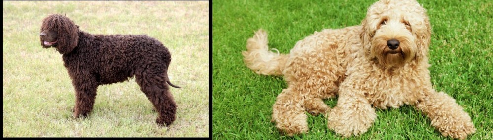 Labradoodle vs Irish Water Spaniel - Breed Comparison