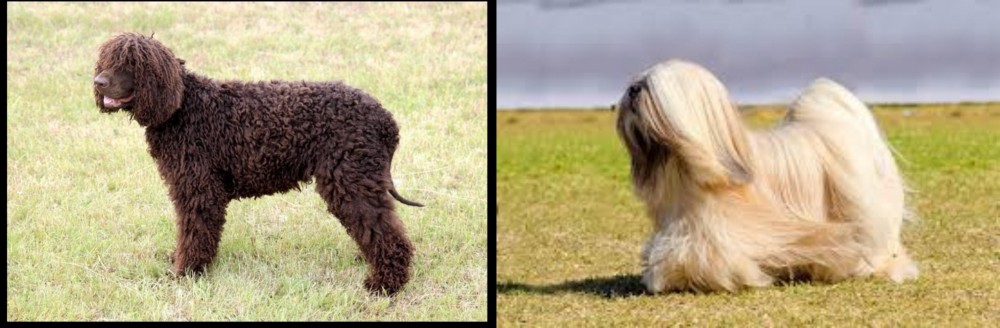 Lhasa Apso vs Irish Water Spaniel - Breed Comparison