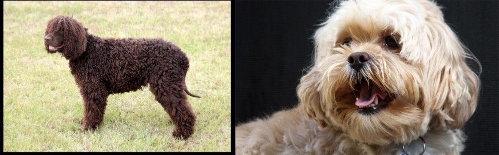 Lhasapoo vs Irish Water Spaniel - Breed Comparison