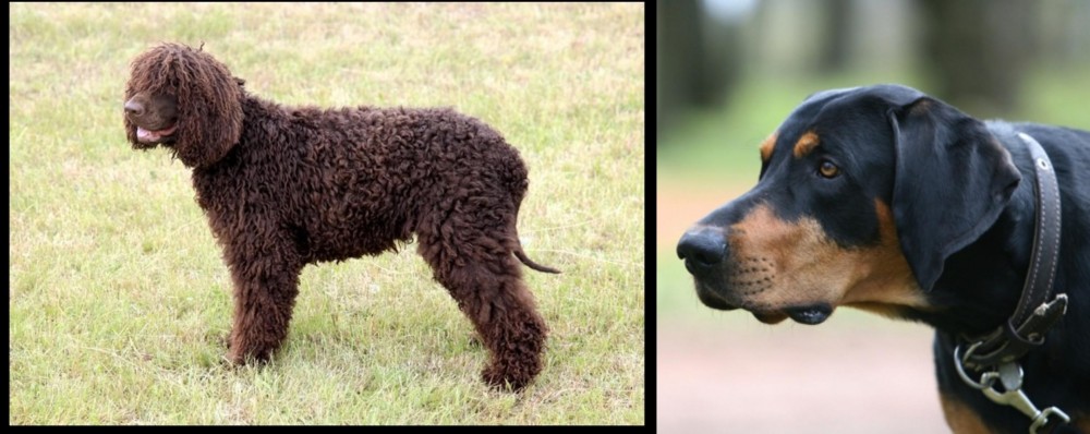 Lithuanian Hound vs Irish Water Spaniel - Breed Comparison