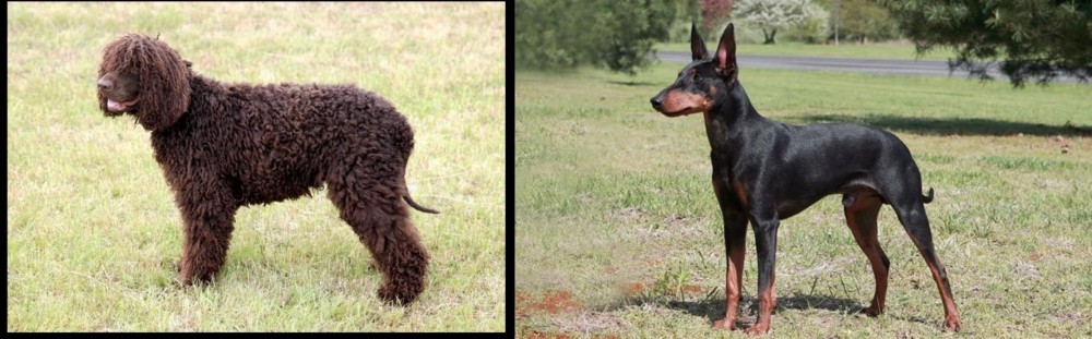 Manchester Terrier vs Irish Water Spaniel - Breed Comparison