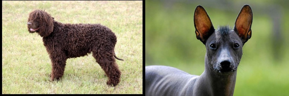 Mexican Hairless vs Irish Water Spaniel - Breed Comparison