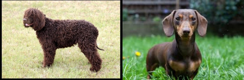 Miniature Dachshund vs Irish Water Spaniel - Breed Comparison