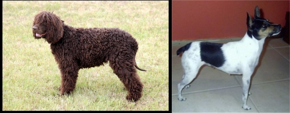 Miniature Fox Terrier vs Irish Water Spaniel - Breed Comparison