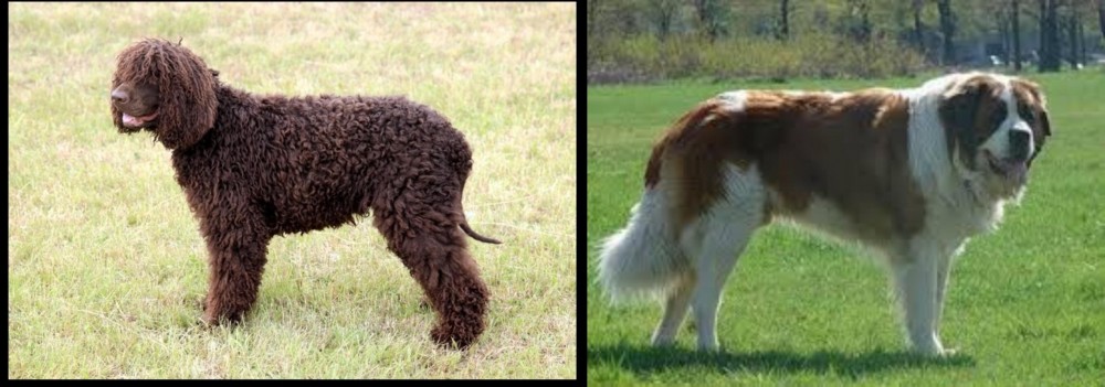 Moscow Watchdog vs Irish Water Spaniel - Breed Comparison