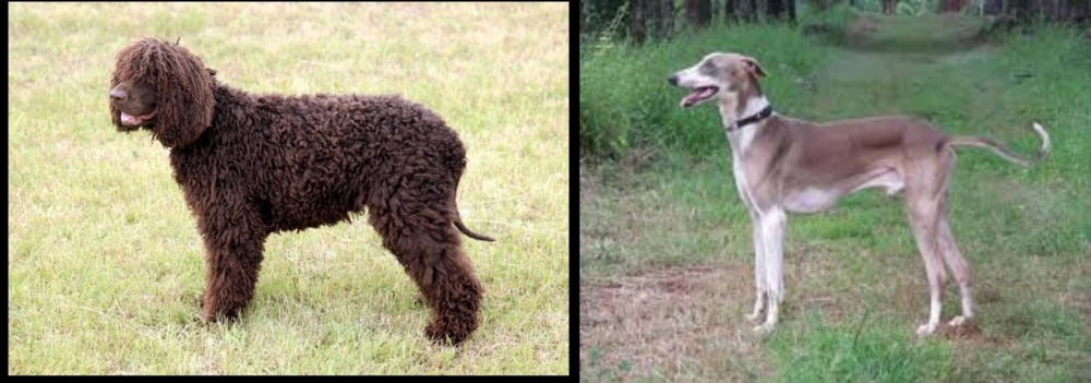 Mudhol Hound vs Irish Water Spaniel - Breed Comparison