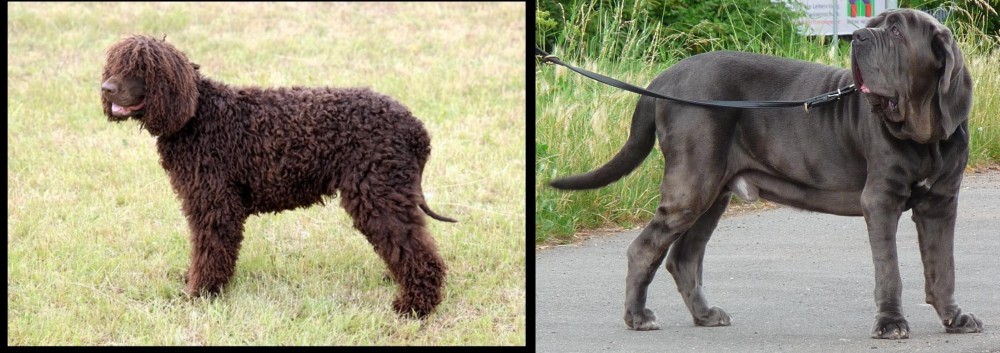 Neapolitan Mastiff vs Irish Water Spaniel - Breed Comparison
