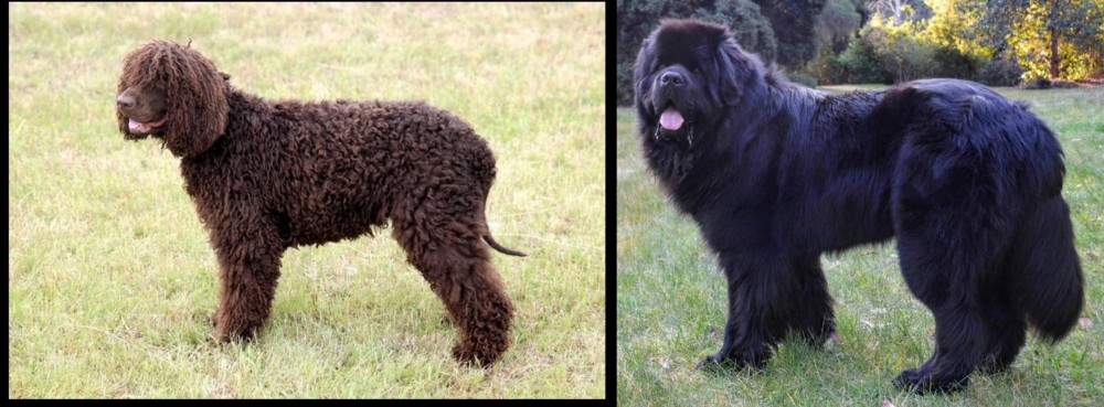 Newfoundland Dog vs Irish Water Spaniel - Breed Comparison