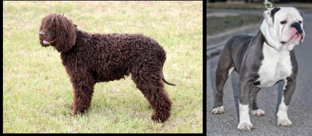 Old English Bulldog vs Irish Water Spaniel - Breed Comparison