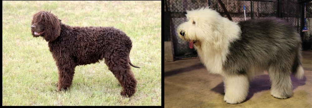 Old English Sheepdog vs Irish Water Spaniel - Breed Comparison