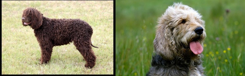 Otterhound vs Irish Water Spaniel - Breed Comparison
