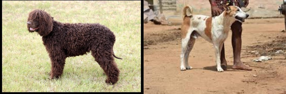 Pandikona vs Irish Water Spaniel - Breed Comparison