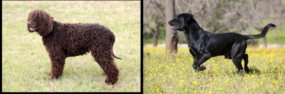 Perro de Pastor Mallorquin vs Irish Water Spaniel - Breed Comparison