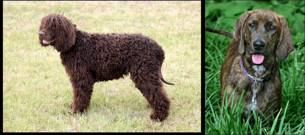 Plott Hound vs Irish Water Spaniel - Breed Comparison