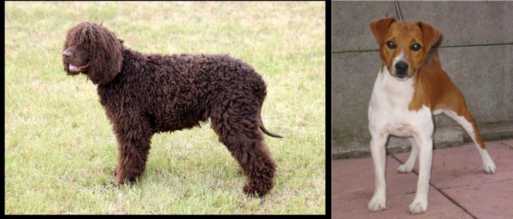 Plummer Terrier vs Irish Water Spaniel - Breed Comparison