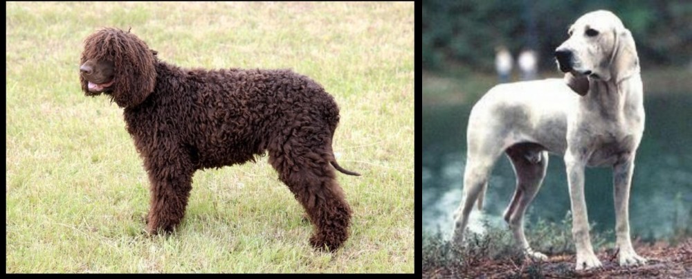 Porcelaine vs Irish Water Spaniel - Breed Comparison