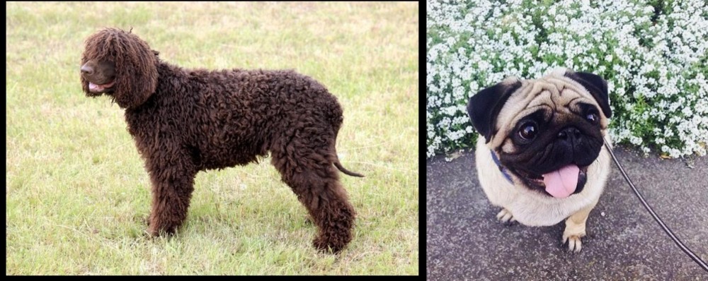 Pug vs Irish Water Spaniel - Breed Comparison