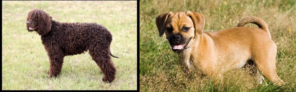 Puggle vs Irish Water Spaniel - Breed Comparison