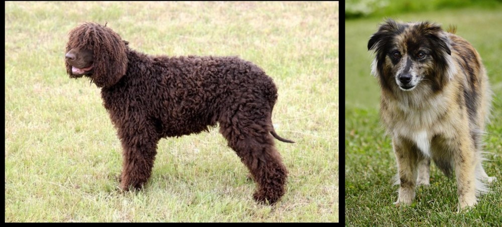 Pyrenean Shepherd vs Irish Water Spaniel - Breed Comparison