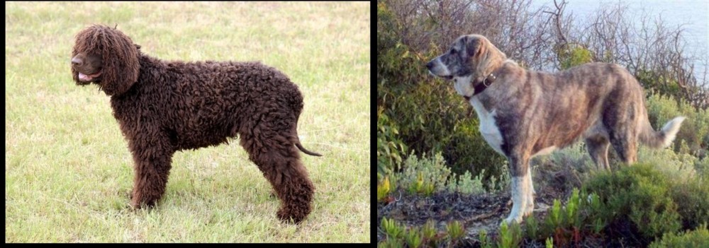Rafeiro do Alentejo vs Irish Water Spaniel - Breed Comparison