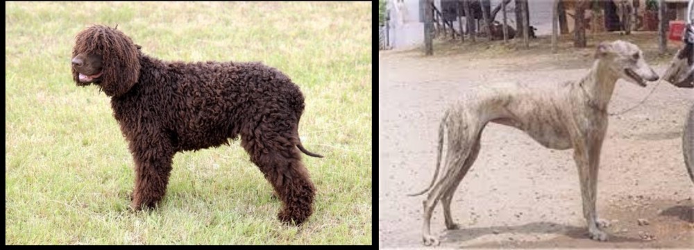Rampur Greyhound vs Irish Water Spaniel - Breed Comparison