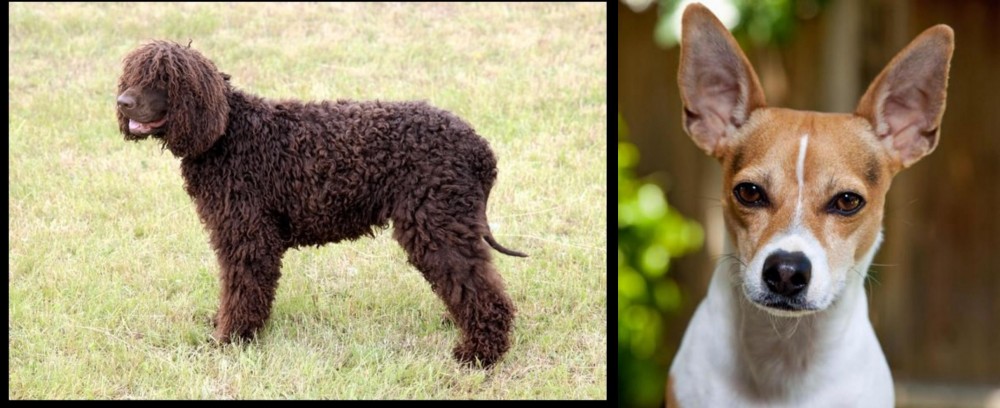 Rat Terrier vs Irish Water Spaniel - Breed Comparison