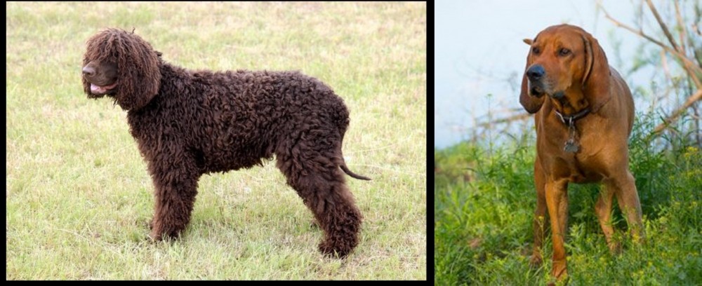 Redbone Coonhound vs Irish Water Spaniel - Breed Comparison
