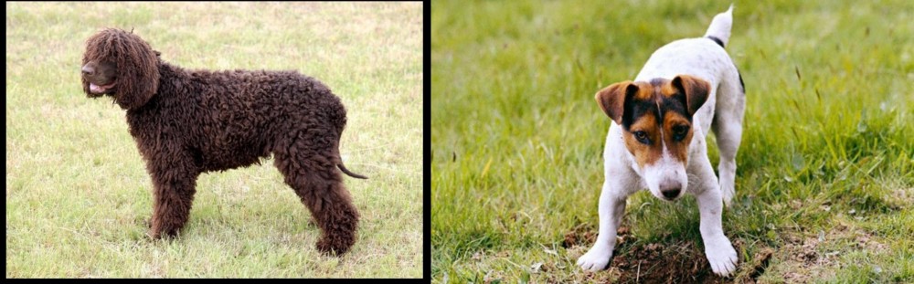 Russell Terrier vs Irish Water Spaniel - Breed Comparison