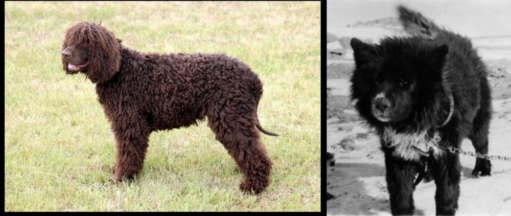 Sakhalin Husky vs Irish Water Spaniel - Breed Comparison