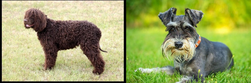 Schnauzer vs Irish Water Spaniel - Breed Comparison
