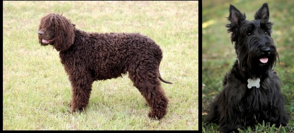 Scoland Terrier vs Irish Water Spaniel - Breed Comparison