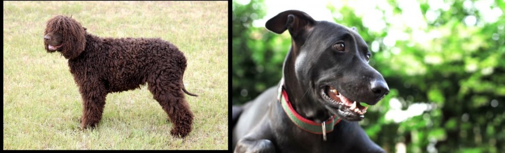 Shepard Labrador vs Irish Water Spaniel - Breed Comparison