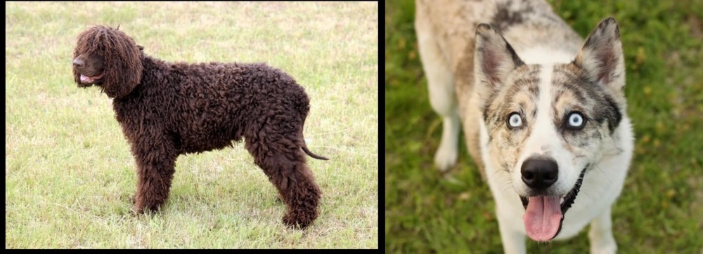 Shepherd Husky vs Irish Water Spaniel - Breed Comparison