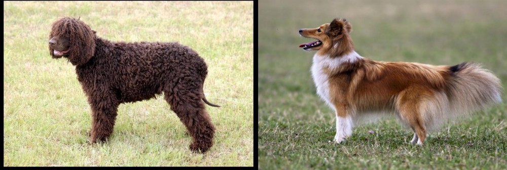 Shetland Sheepdog vs Irish Water Spaniel - Breed Comparison
