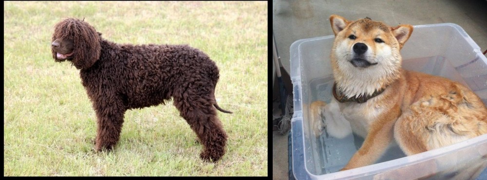 Shiba Inu vs Irish Water Spaniel - Breed Comparison