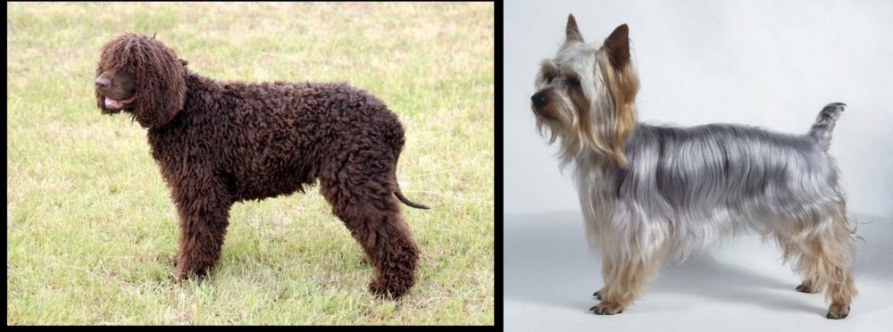 Silky Terrier vs Irish Water Spaniel - Breed Comparison