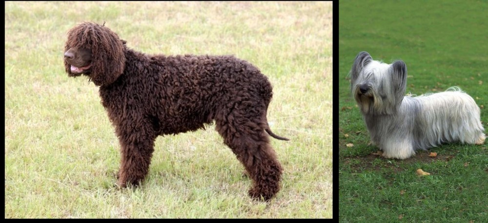 Skye Terrier vs Irish Water Spaniel - Breed Comparison