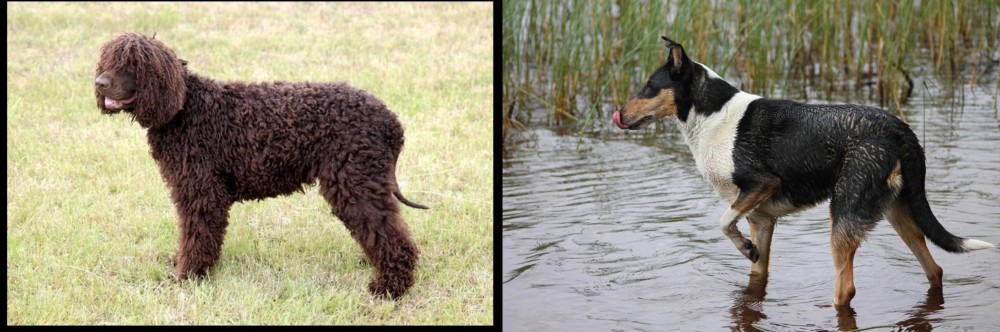 Smooth Collie vs Irish Water Spaniel - Breed Comparison