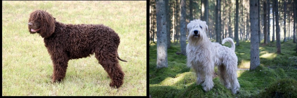 Soft-Coated Wheaten Terrier vs Irish Water Spaniel - Breed Comparison