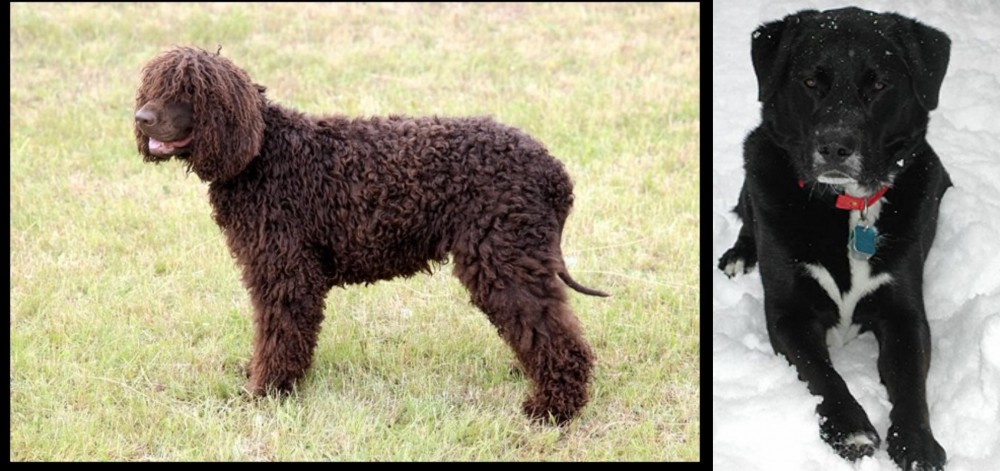 St. John's Water Dog vs Irish Water Spaniel - Breed Comparison