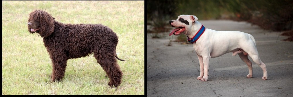 Staffordshire Bull Terrier vs Irish Water Spaniel - Breed Comparison