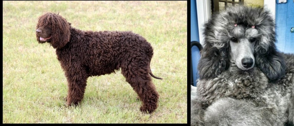Standard Poodle vs Irish Water Spaniel - Breed Comparison