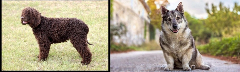 Swedish Vallhund vs Irish Water Spaniel - Breed Comparison