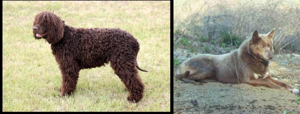 Tahltan Bear Dog vs Irish Water Spaniel - Breed Comparison