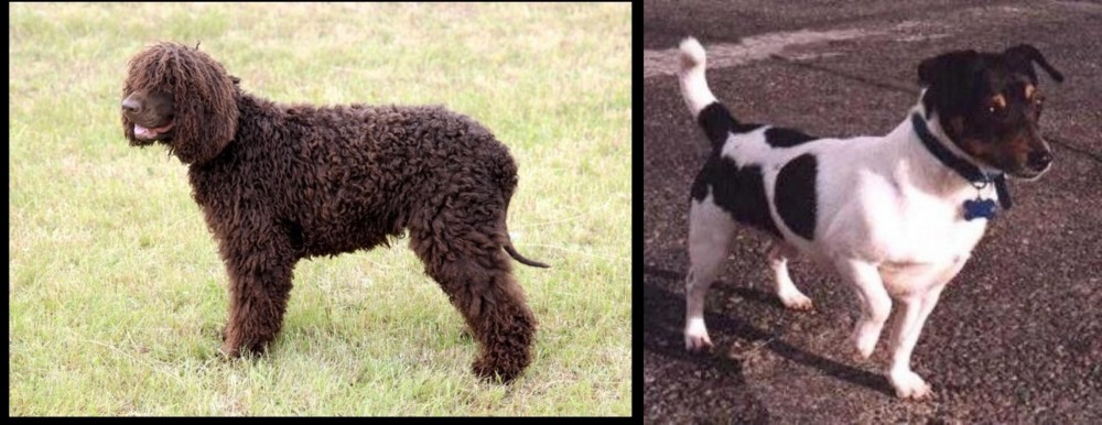 Teddy Roosevelt Terrier vs Irish Water Spaniel - Breed Comparison