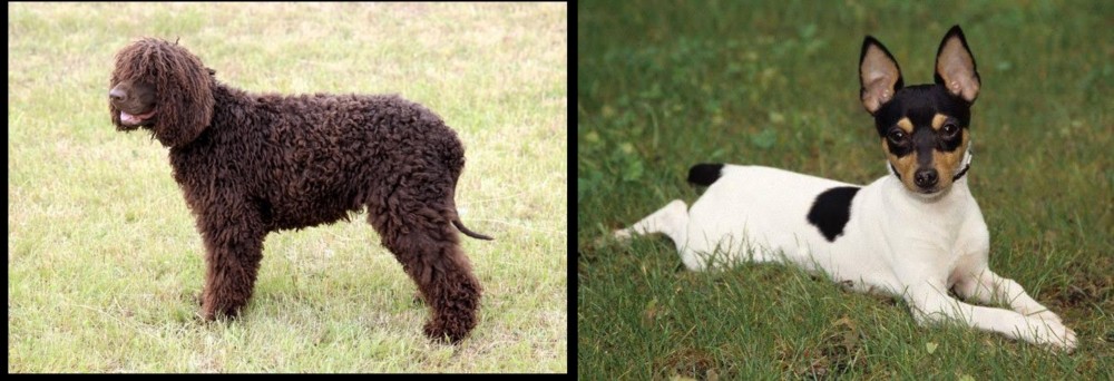 Toy Fox Terrier vs Irish Water Spaniel - Breed Comparison