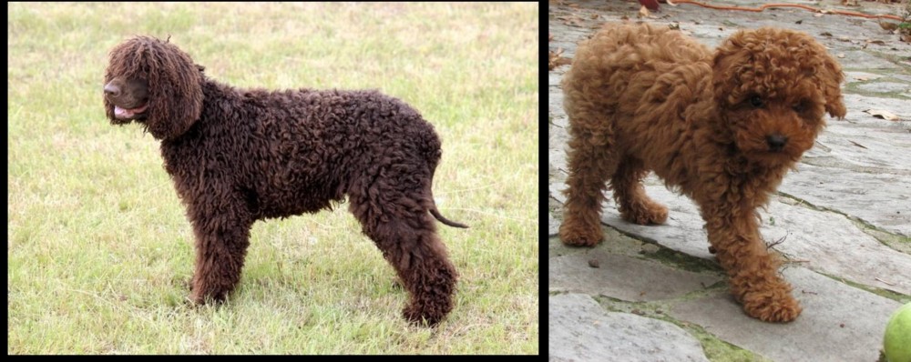 Toy Poodle vs Irish Water Spaniel - Breed Comparison